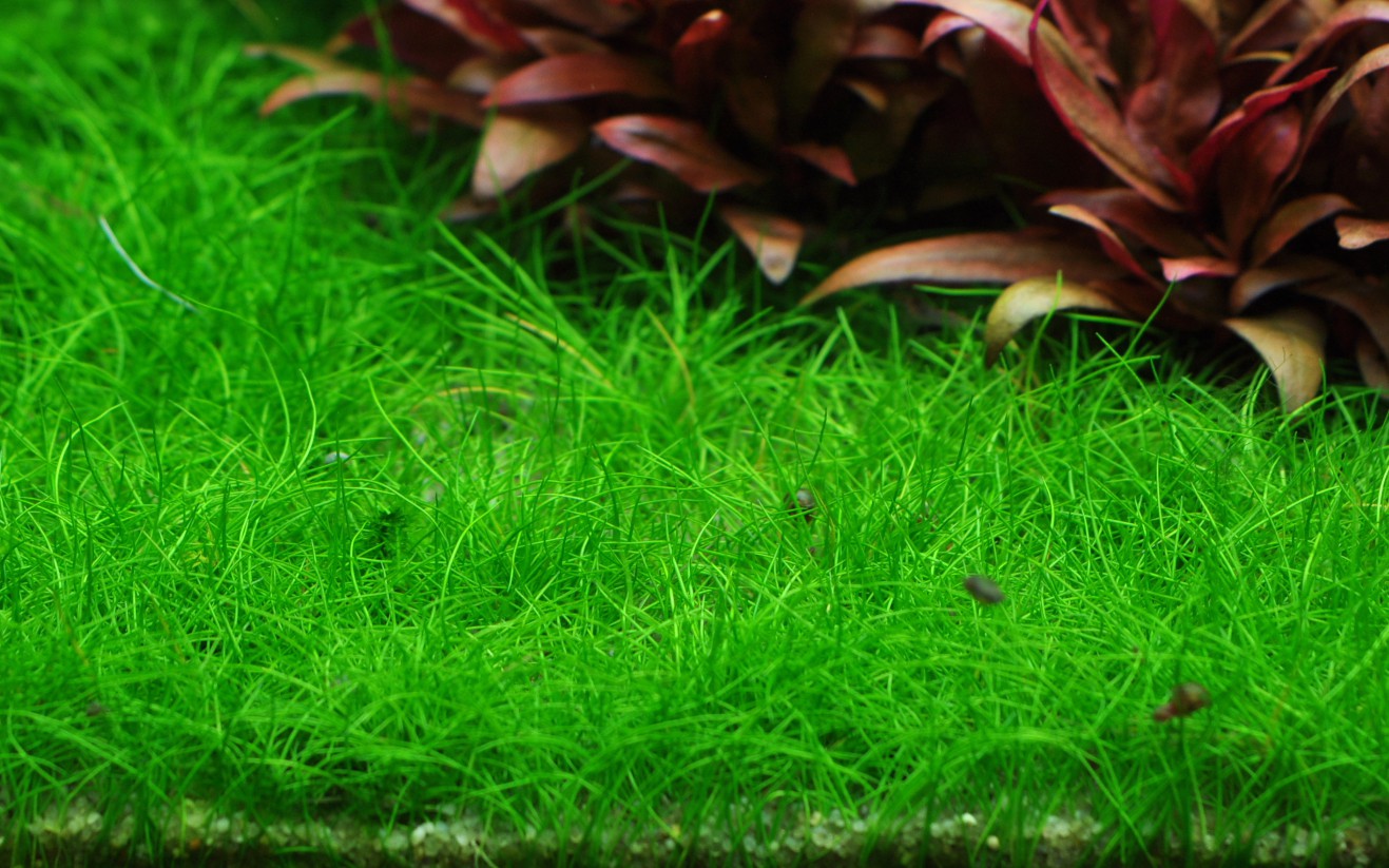 Eleocharis acicularis (Bonsai Needlewort)